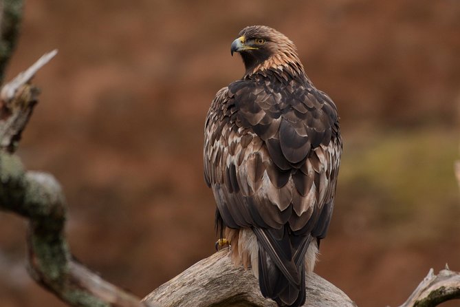 Wildlife Watching Safari by Vehicle & Walks / Photography workshops with a Guide - Dunscaith Castle and the southern route